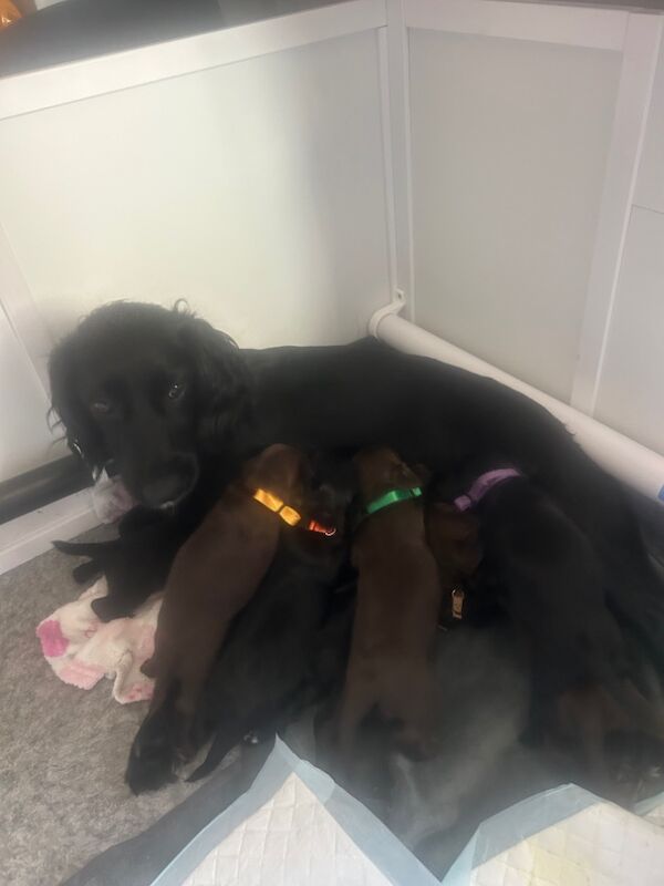 Cocker Spaniel puppies for sale in Greater London – 9 months old - Image 9 of 9