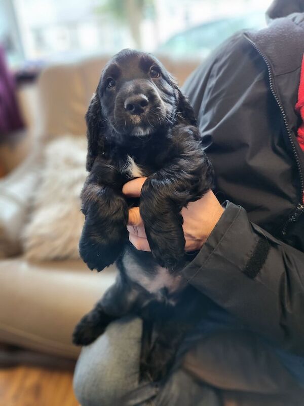 Cocker spaniel puppies for sale in Bangor, County Down - Image 1