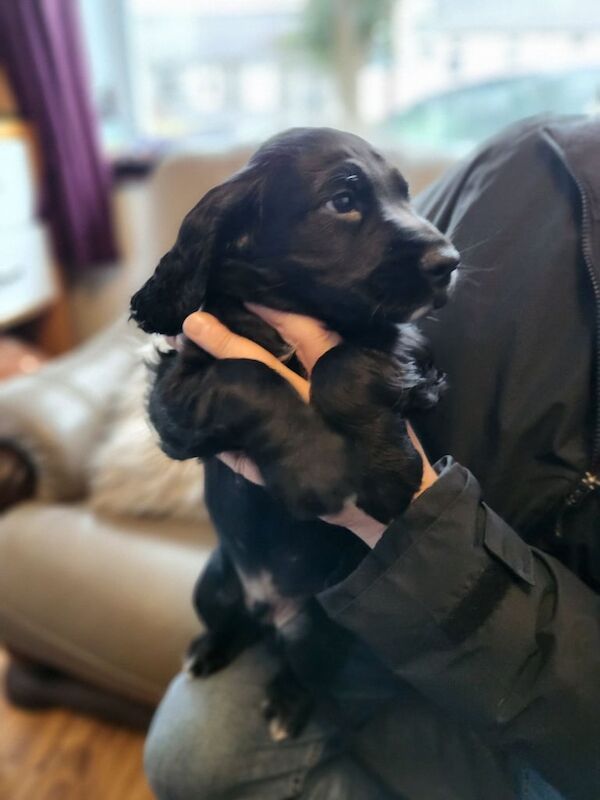 Cocker spaniel puppies for sale in Bangor, County Down - Image 2