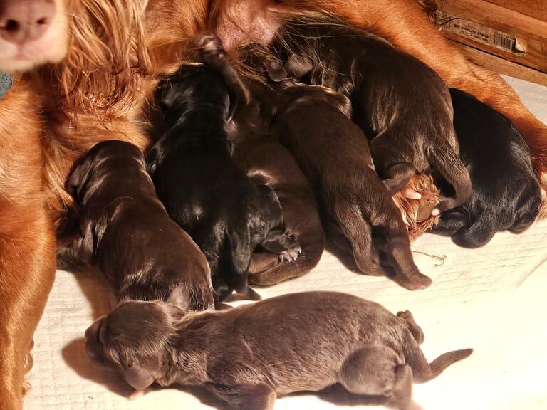 Cocker Spaniel puppies for sale in Galashiels, Ettrick And Lauderdale – KC registered, 1 year old - Image 2 of 3