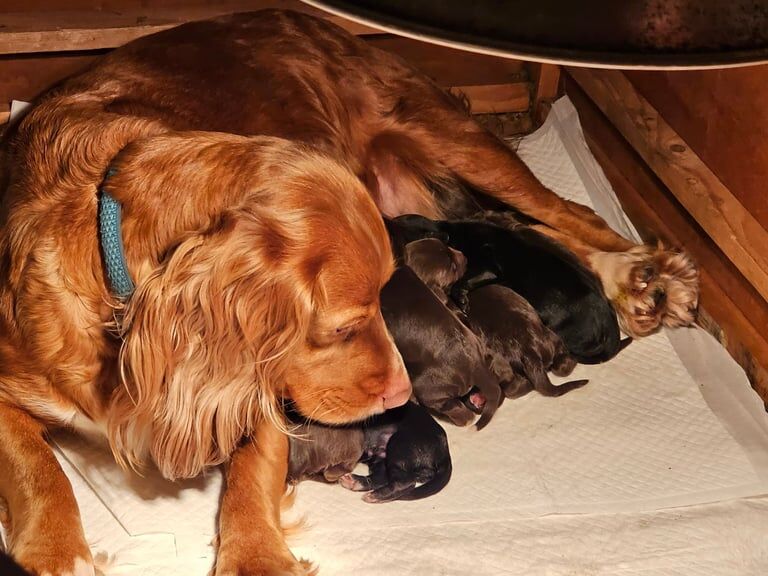 Cocker Spaniel puppies for sale in Galashiels, Ettrick And Lauderdale – KC registered, 1 year old - Image 3 of 3