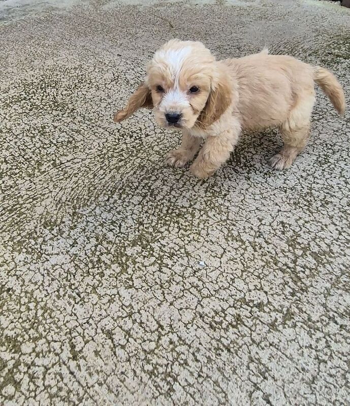 Cocker Spaniel puppies for sale in Dagenham, Greater London – 11 months old - Image 2 of 3