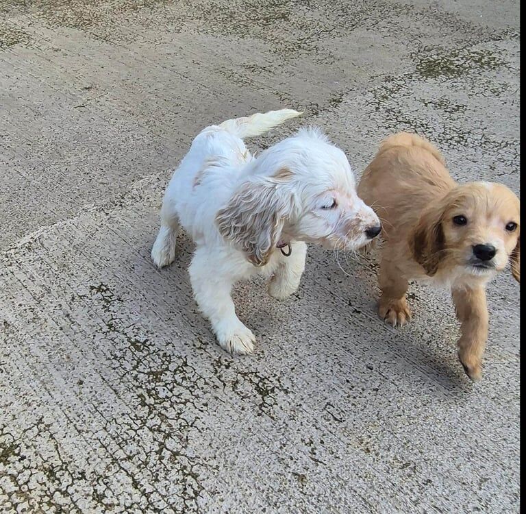 Cocker Spaniel puppies for sale in Dagenham, Greater London – 11 months old - Image 3 of 3