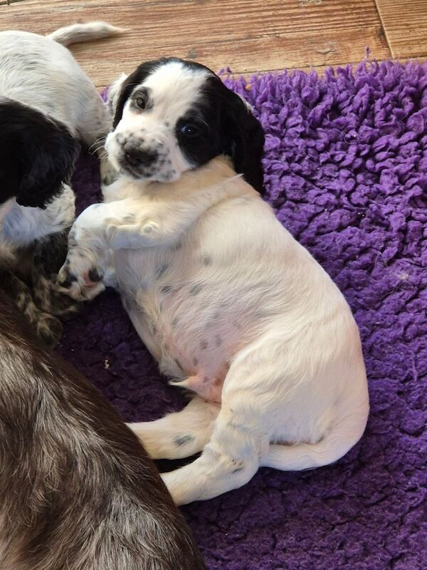 Cocker Spaniel puppies for sale in Thetford, Norfolk – 1 year old - Image 2 of 3