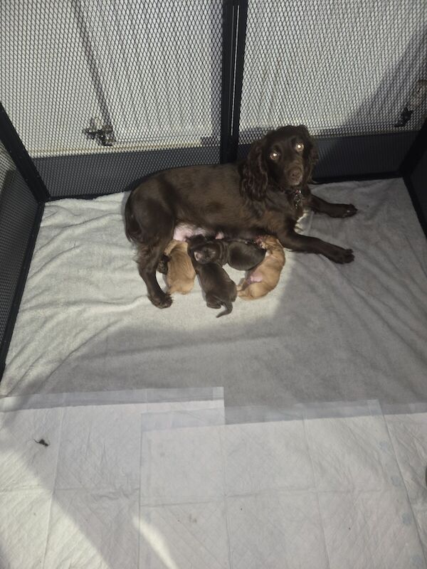 Cocker Spaniel puppies for sale in Newcastle upon Tyne, Tyne And Wear – 11 months old - Image 2 of 3