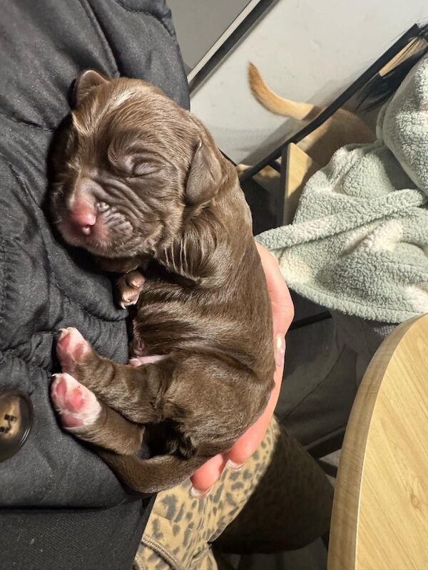 Cocker Spaniel puppies for sale in Newcastle upon Tyne, Tyne And Wear – 11 months old - Image 3 of 3