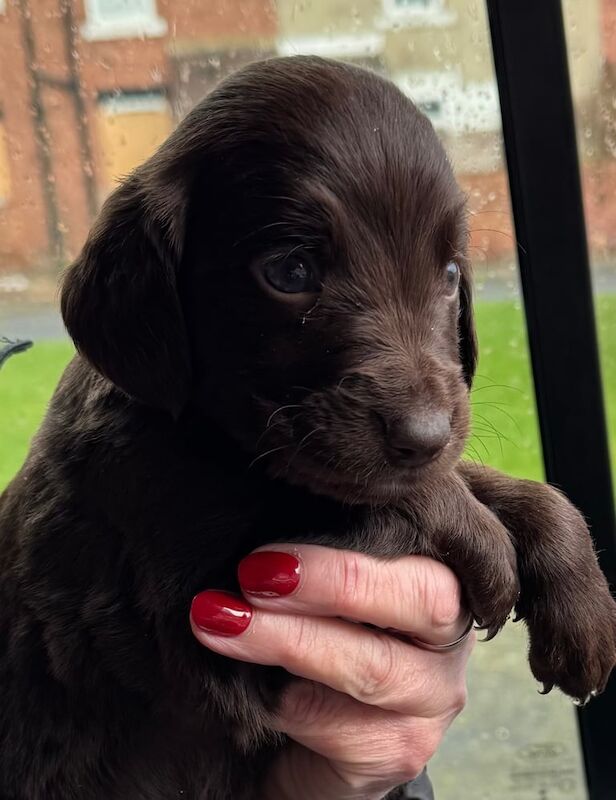 cocker spaniel Puppies for sale in Stanley, Durham