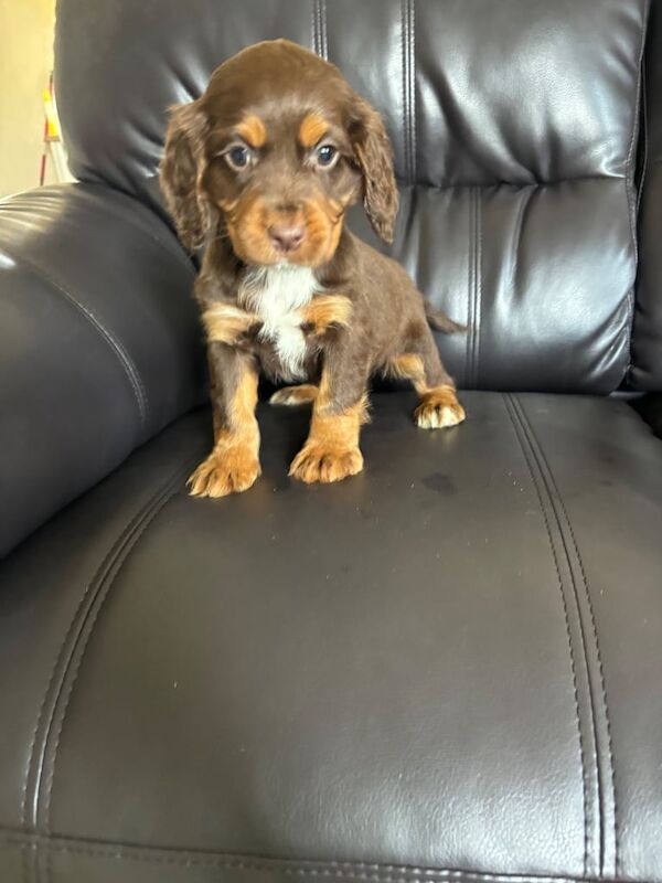 Cocker Spaniel puppies for sale in Bishop Auckland, Durham – 10 months old - Image 2 of 3