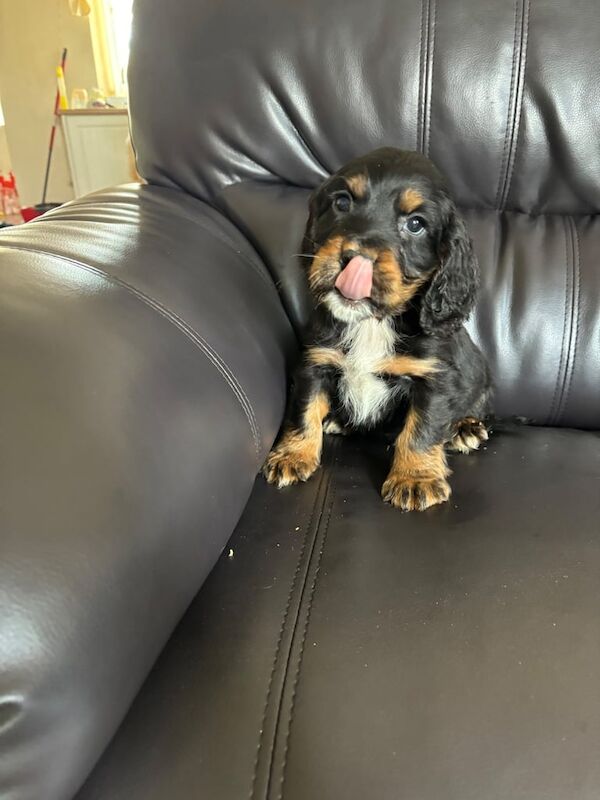 Cocker Spaniel puppies for sale in Bishop Auckland, Durham – 10 months old - Image 3 of 3