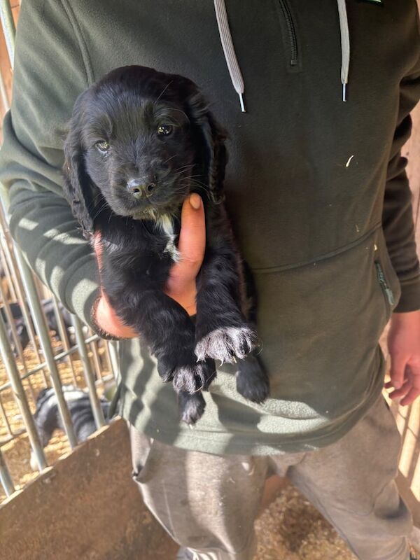 Cocker Spaniel puppies for sale in Rhymney / Rhymni, Gwent – 12 months old - Image 2 of 2