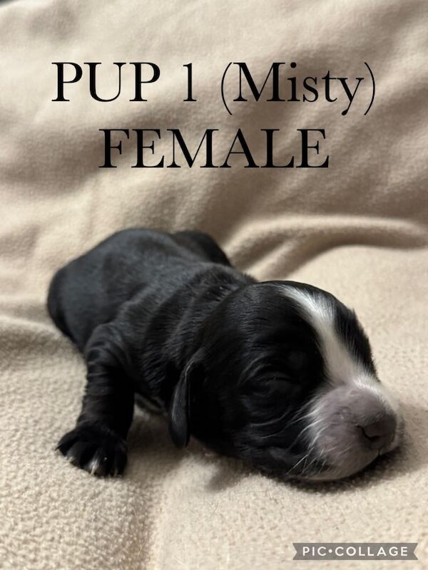 Cocker Spaniel puppies for sale in Billingham, Durham – 10 months old - Image 2 of 3