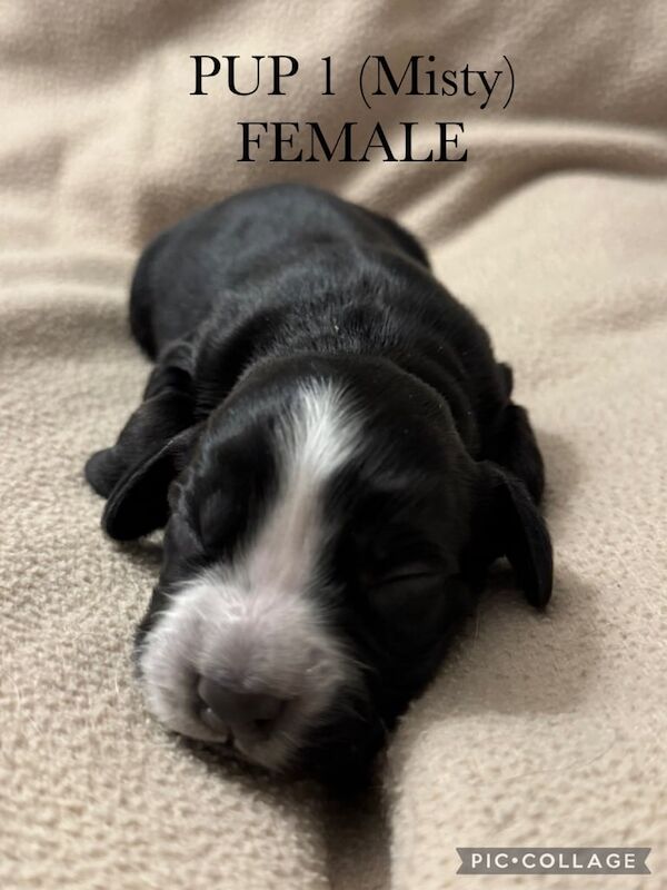 Cocker Spaniel puppies for sale in Billingham, Durham – 10 months old - Image 3 of 3