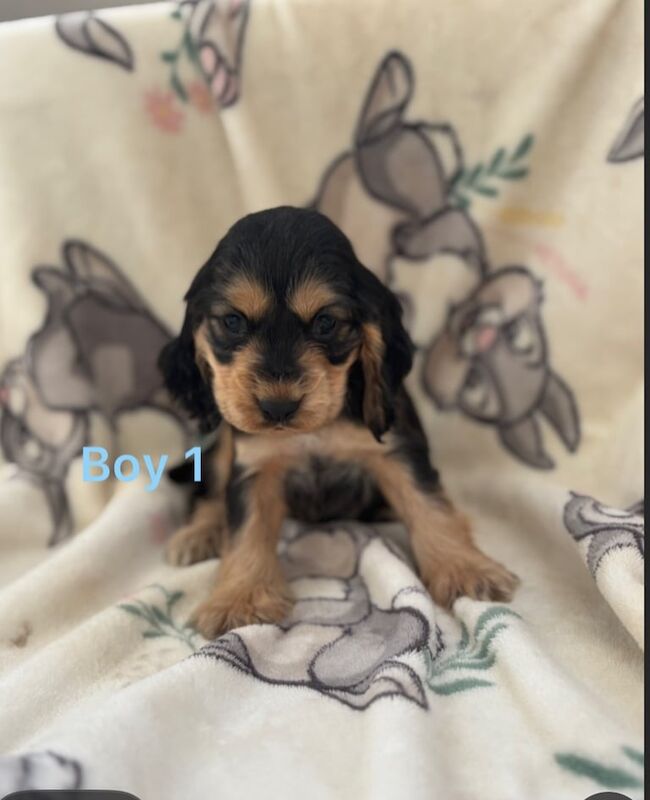 Cocker Spaniel puppies for sale in Fareham, Hampshire – 1 year old - Image 2 of 3