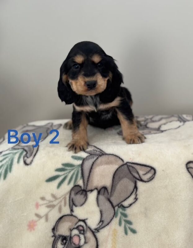 Cocker Spaniel puppies for sale in Fareham, Hampshire – 1 year old - Image 3 of 3