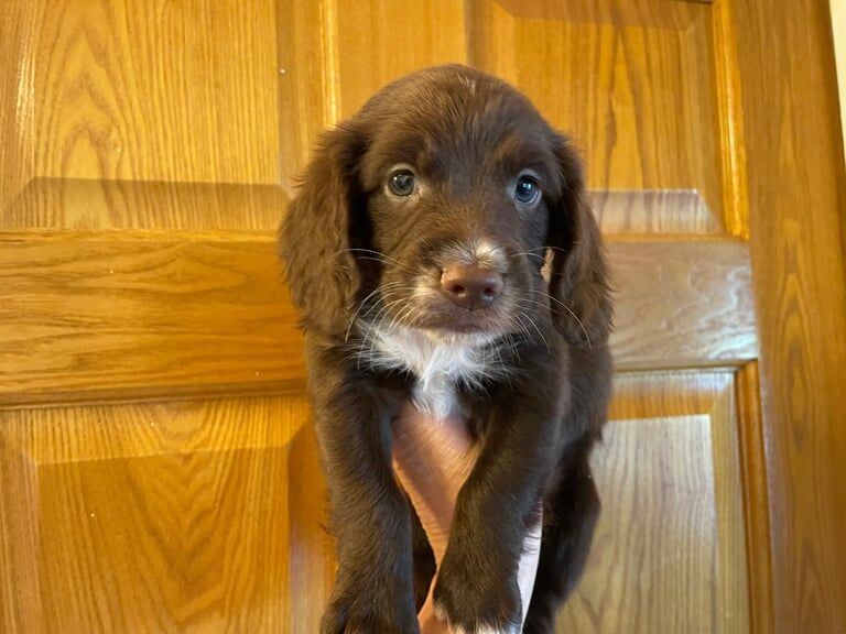 Cocker Spaniel puppies for sale in Sandwell, West Midlands – 10 months old - Image 1 of 3