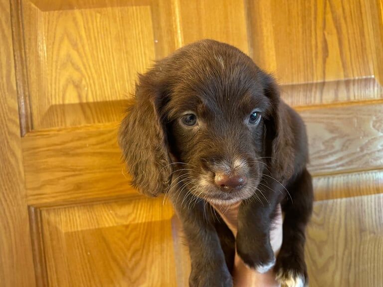 Cocker Spaniel puppies for sale in Sandwell, West Midlands – 10 months old - Image 2 of 3