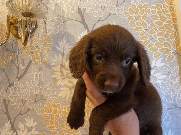 Cocker Spaniel puppies for sale in Sandwell, West Midlands – 10 months old - Image 3 of 3