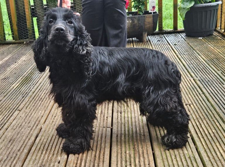 Cocker spaniel puppies - Image 2 of 3