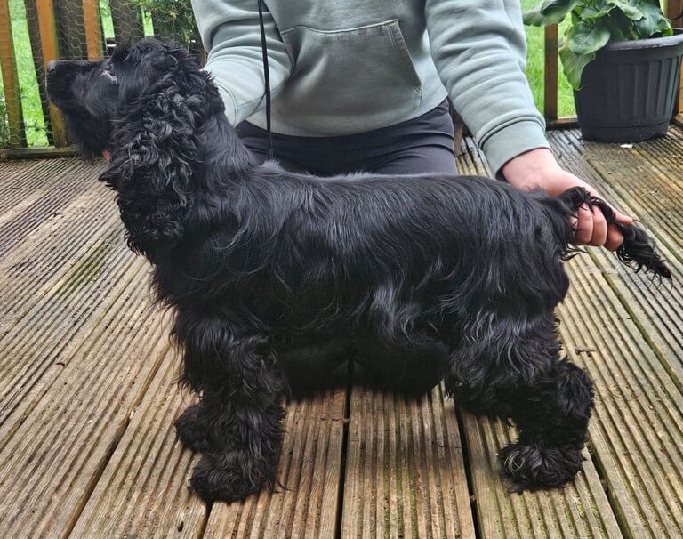 Cocker spaniel puppies - Image 3 of 3