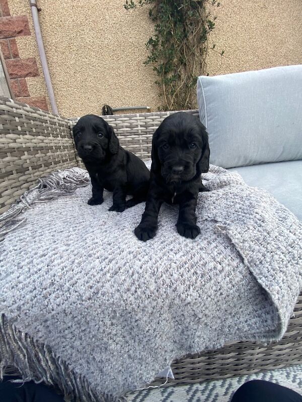 Cocker spaniel puppies - Image 2 of 3