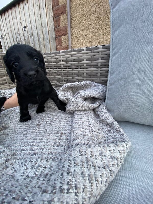 Cocker spaniel puppies - Image 3 of 3