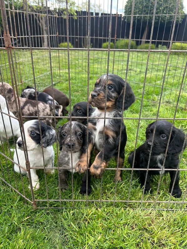 Cocker Spaniel puppies for sale in Cambridge, Cambridgeshire β 9 months old - Image 1 of 3