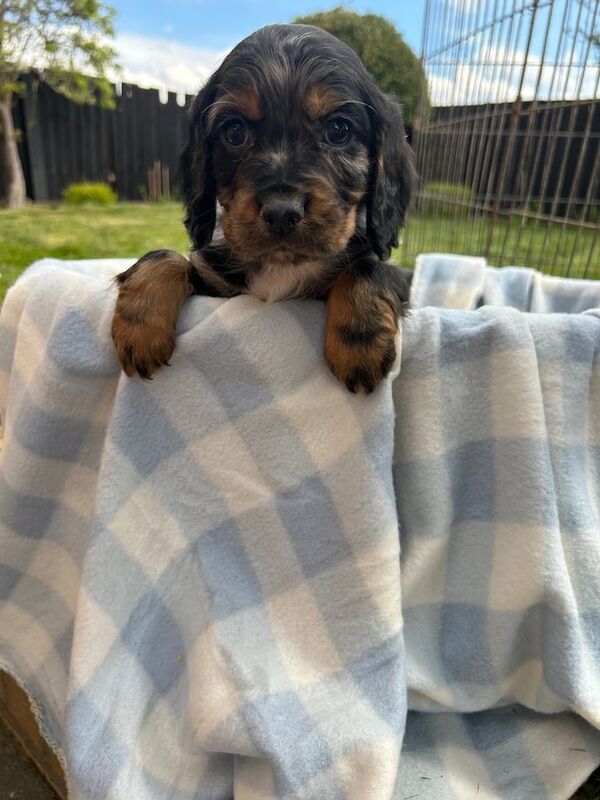 Cocker Spaniel puppies for sale in Cambridge, Cambridgeshire β 9 months old - Image 2 of 3