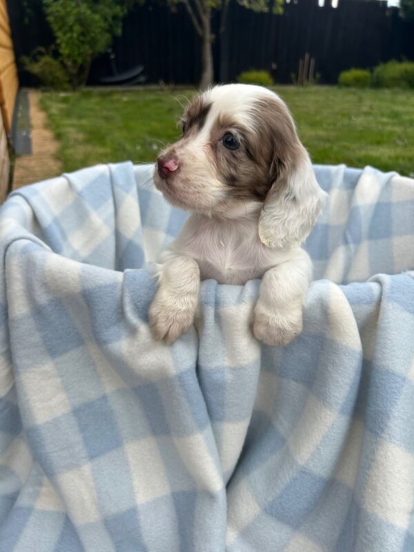 Cocker Spaniel puppies for sale in Cambridge, Cambridgeshire β 9 months old - Image 3 of 3