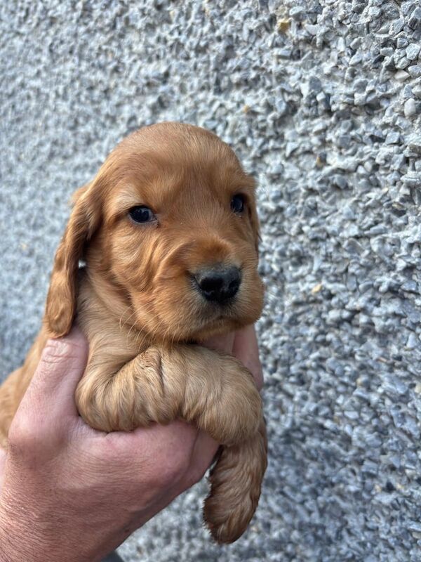 Cocker spaniel puppies for sale in Maghera, County Londonderry