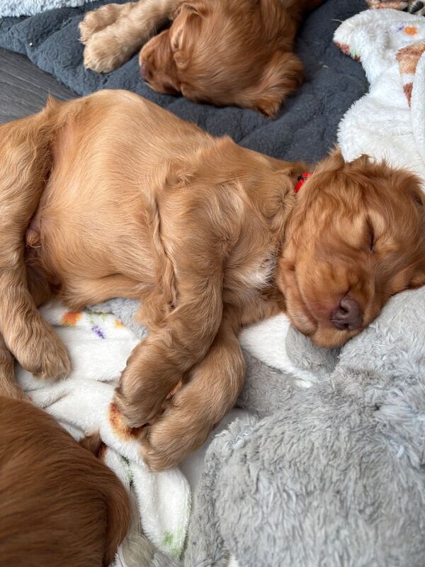 Cocker spaniel puppies for sale in Evesham, Worcestershire