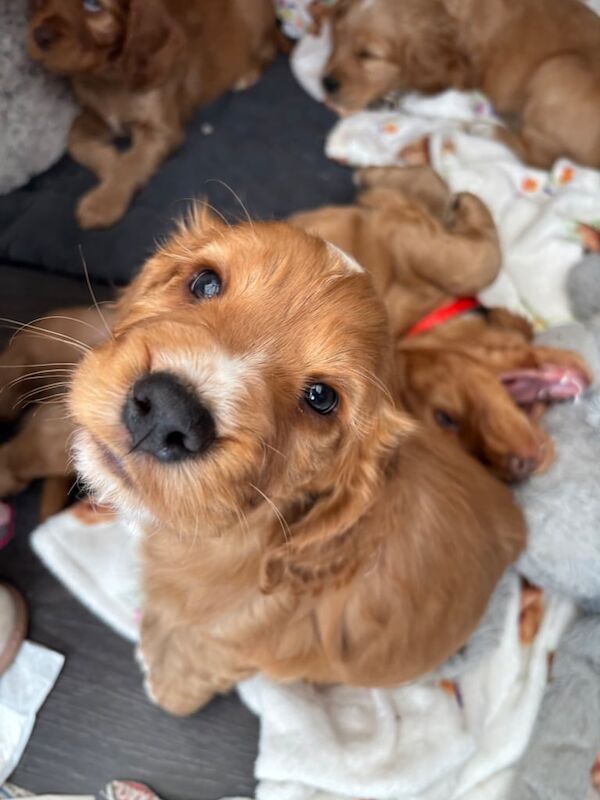 Cocker spaniel puppies - Image 2 of 3