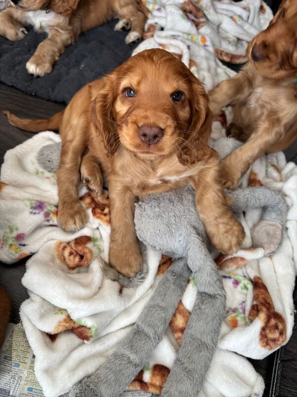Cocker spaniel puppies - Image 3 of 3