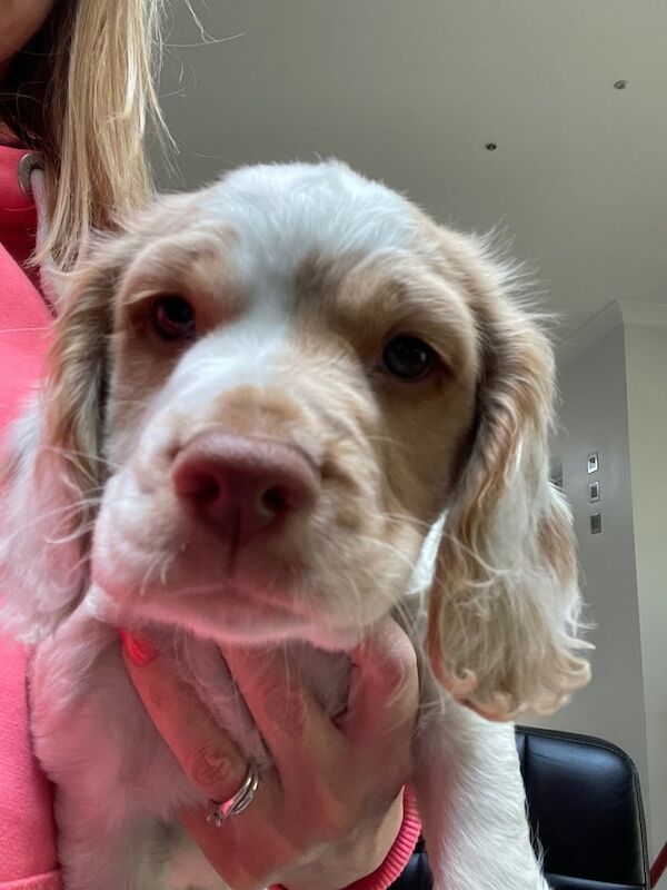Cocker Spaniel Puppies for sale in Orpington, Greater London