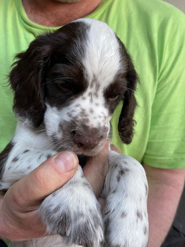 Cocker Spaniel Puppies for sale in Orpington, Greater London - Image 2