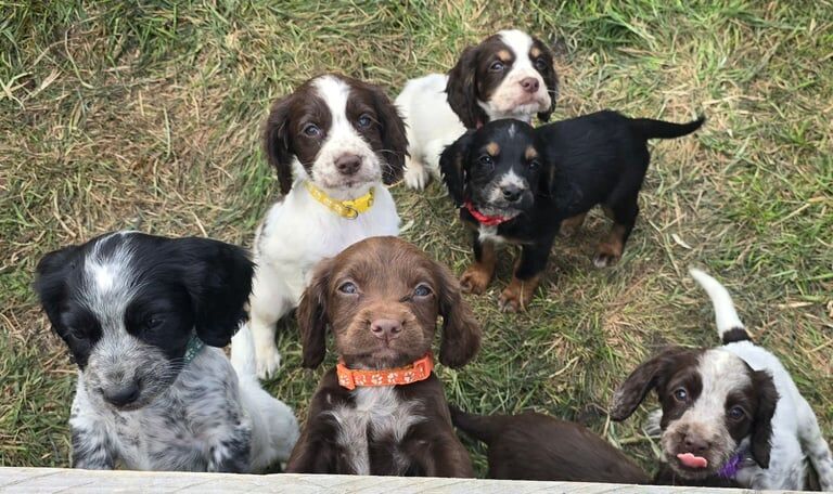 Cocker Spaniel puppies for sale in Peterborough, Cambridgeshire
