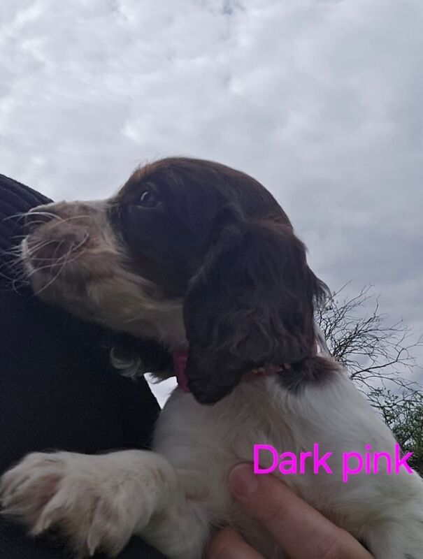 Cocker Spaniel puppies for sale in Peterborough, Cambridgeshire – KC registered, 10 months old - Image 2 of 3