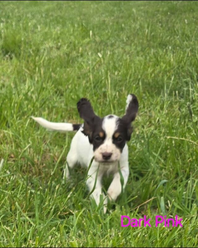 Cocker Spaniel puppies for sale in Peterborough, Cambridgeshire – KC registered, 10 months old - Image 3 of 3