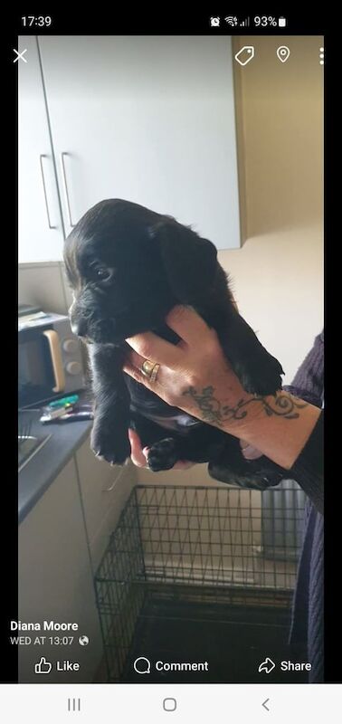 Cocker spaniel puppies for sale in Upton, West Yorkshire | Image 2