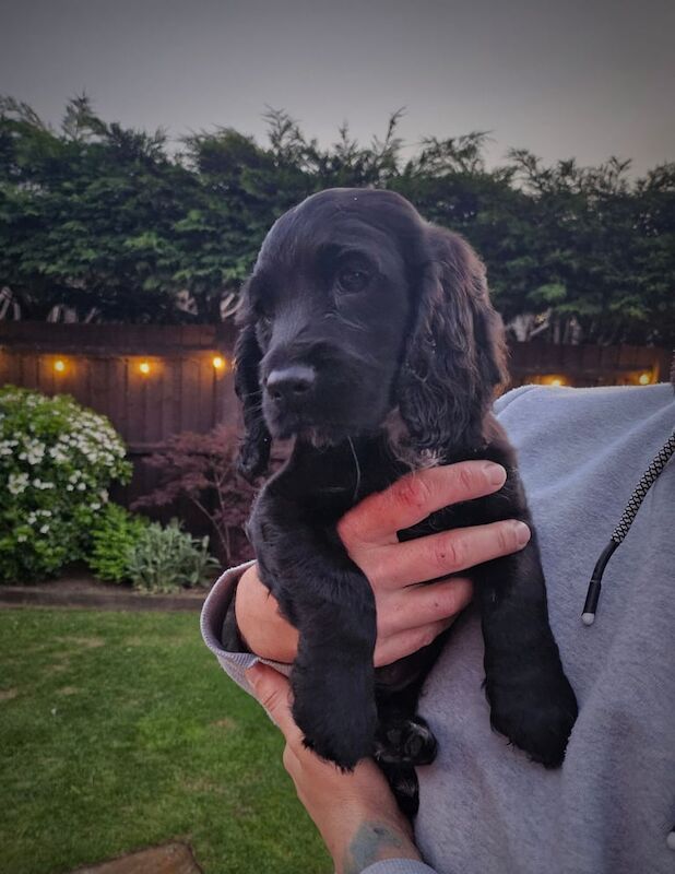 Cocker Spaniel Puppies for sale in Harwich, Essex