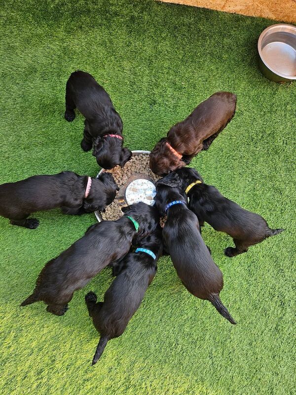 Cocker Spaniel Puppies for sale in Harwich, Essex | Image 3