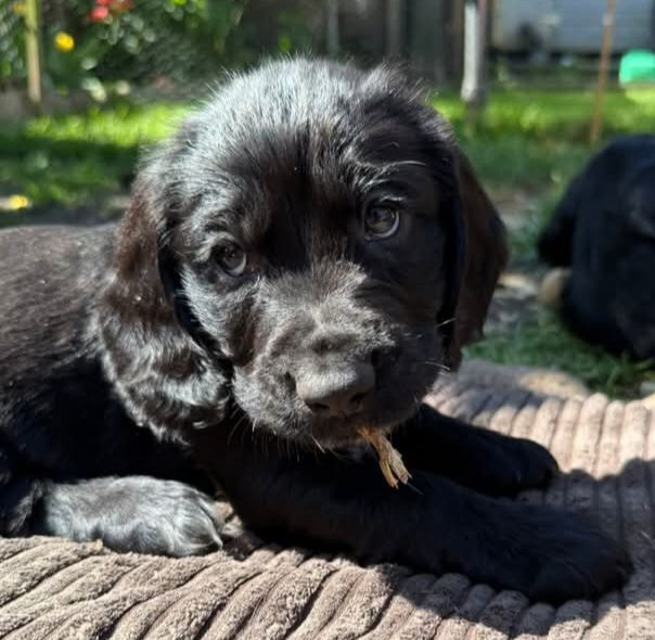 cocker spaniel puppies for sale in Willington, Durham