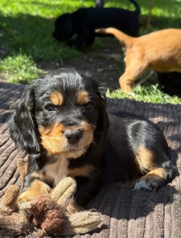 Cocker Spaniel puppies for sale in Willington, Durham – 12 weeks old - Image 2 of 3
