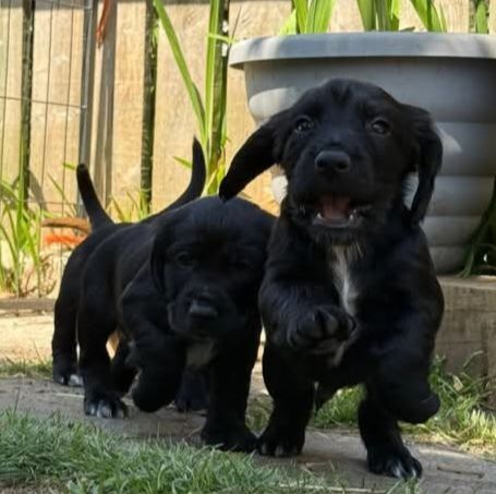 Cocker Spaniel puppies for sale in Willington, Durham – 12 weeks old - Image 3 of 3
