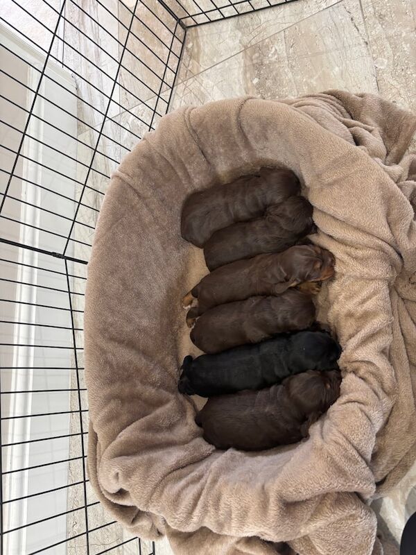 Cocker spaniel puppies for sale in Red Lodge, Suffolk