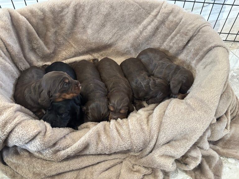 Cocker spaniel puppies for sale in Red Lodge, Suffolk | Image 2
