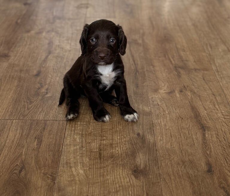 Cocker Spaniel Puppies for sale in Dundee, City of Dundee