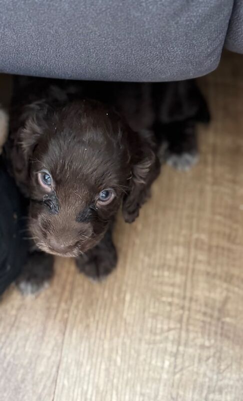 Cocker Spaniel Puppies for sale in Dundee, City of Dundee | Image 3