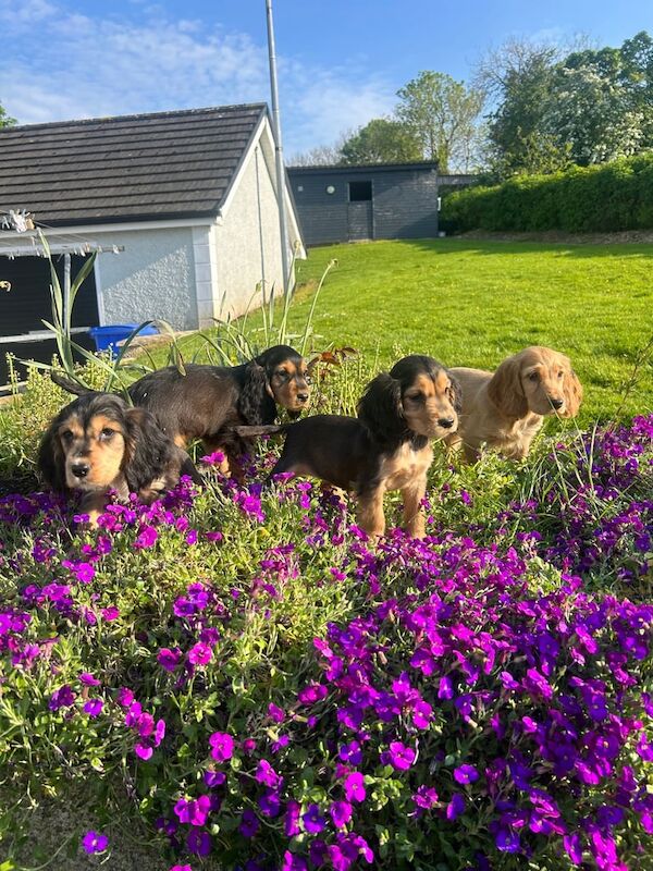 Cocker Spaniel Puppies for sale in Dromore , County Tyrone