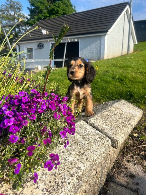 Cocker Spaniel puppies for sale in Dromore , County Tyrone – 9 months old - Image 2 of 3
