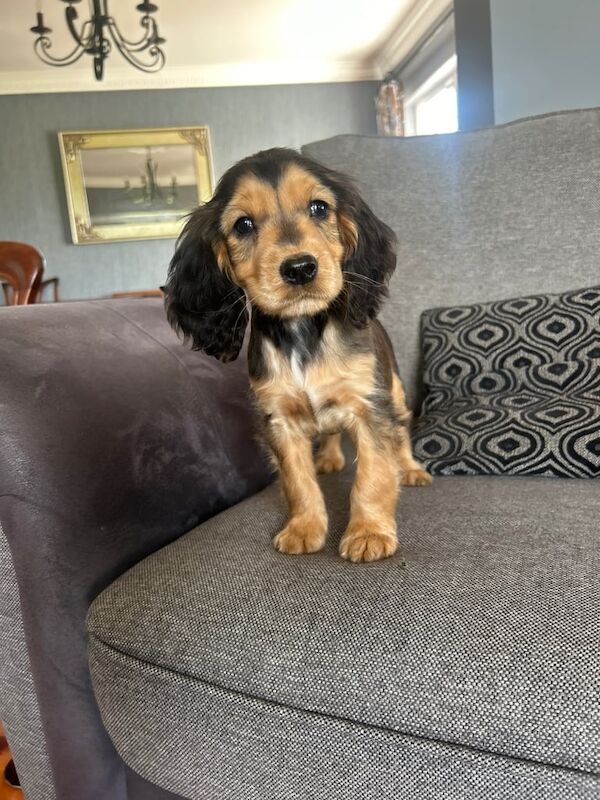 Cocker Spaniel puppies for sale in Dromore , County Tyrone – 9 months old - Image 3 of 3